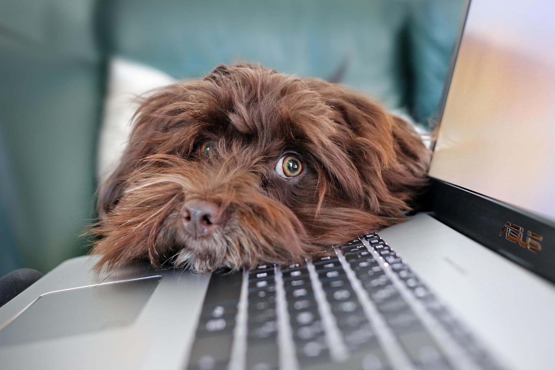 Friendly dog at a computer — approachable and ready to work